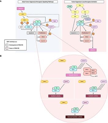 E2F1: Cause and Consequence of DNA Replication Stress